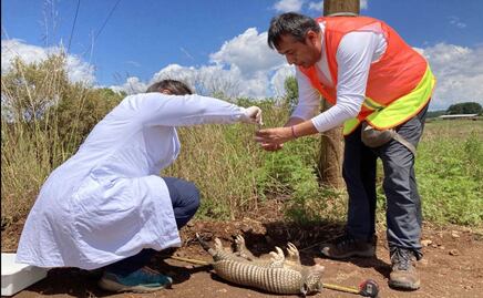 Científico de la BUAP investiga patógenos en animales silvestres de Brasil