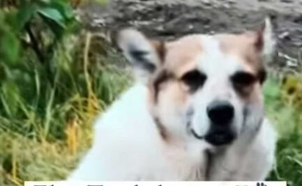 Tumbaburros, el famoso perrito del "escuadrón de la muerte" en Cholula