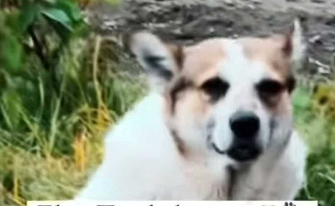 Tumbaburros vivió en las calles de Cholula muchos años hasta que fue rescatado | Facebook Mi Perrito Fiu Fiu