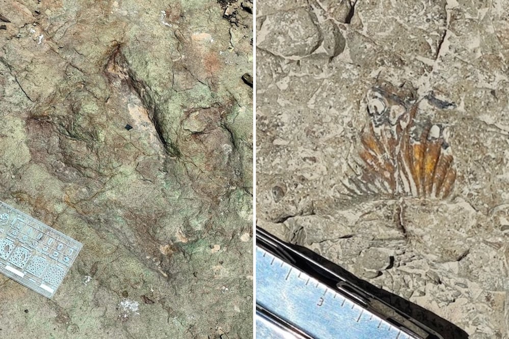 Foto: Huellas de dinosaurio fueron descubiertas en Tehuacán, Puebla | INAH