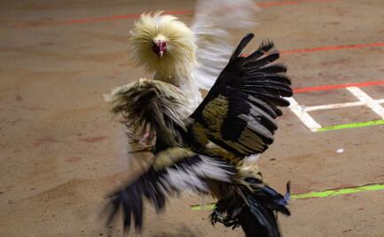 Sí habrá pelea de gallos en la Feria de Puebla 2025
