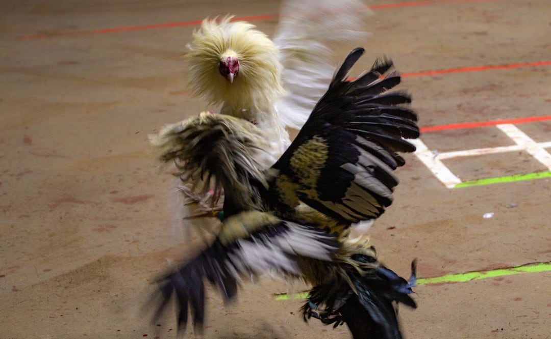 El gobierno estatal informó que habrá pelea de gallos en la Feria de Puebla | Foto: EsImagen