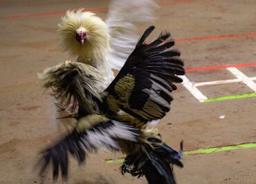 Sí habrá pelea de gallos en la Feria de Puebla 2025