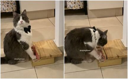 Limón, el gato cordobés que toca el piano y ha cautivado a miles en TikTok