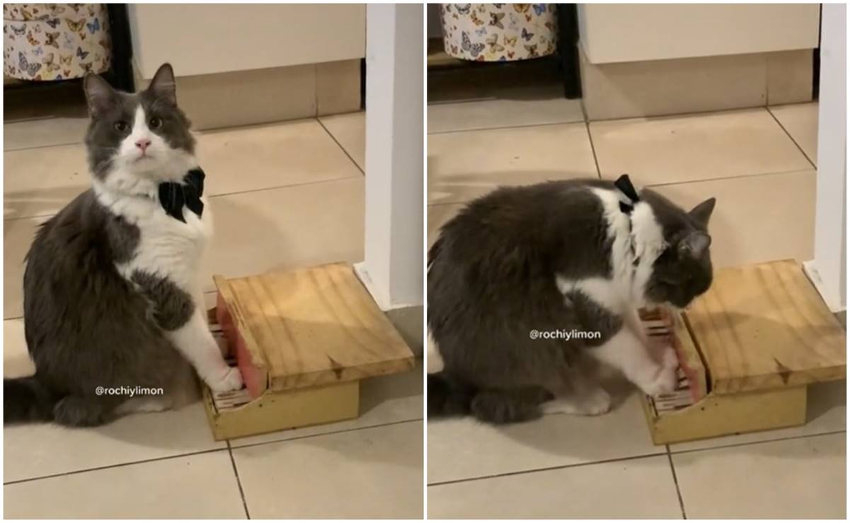 Limón, el gato cordobés que toca el piano y ha cautivado a miles en TikTok