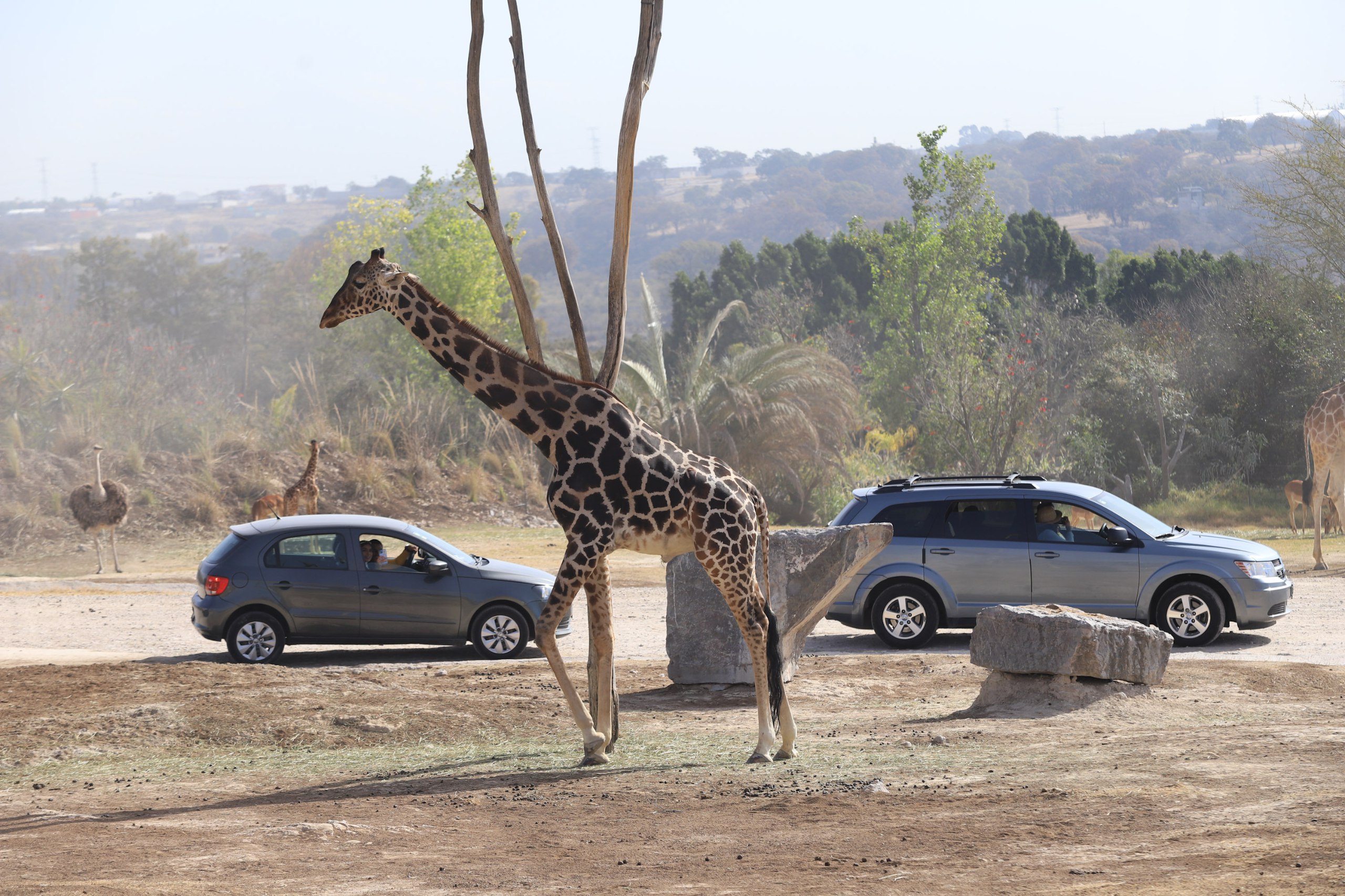 Hay varias opciones para recorrer Africam Safari | EsImagen