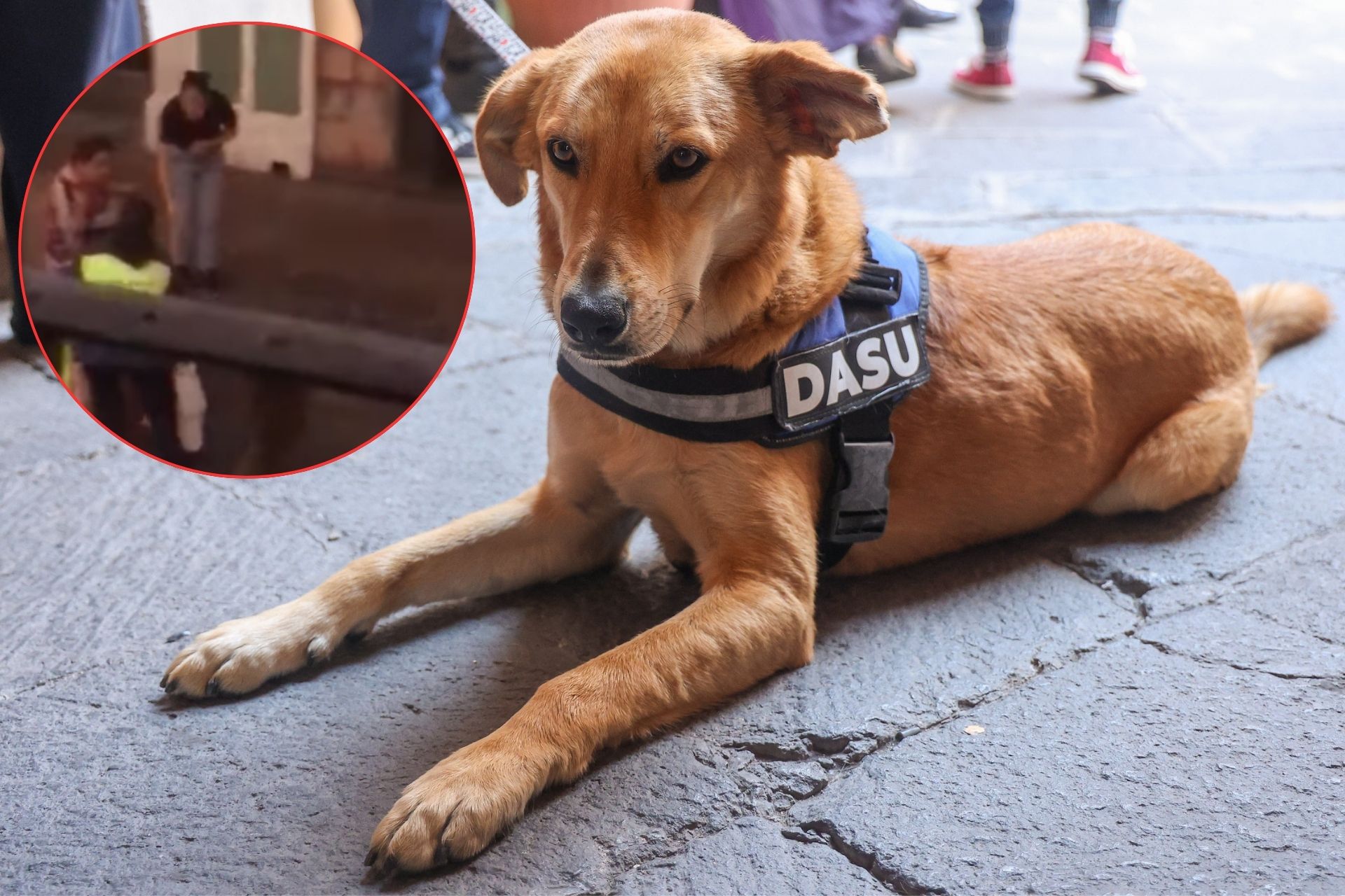 ¿Qué le pasó a Carolino? La verdad sobre esta famosa mascota de la BUAP