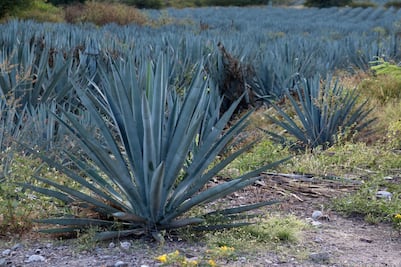 Para celebrar el Día del Padre, Atlixco organiza la Feria del Mezcal y el Pulque