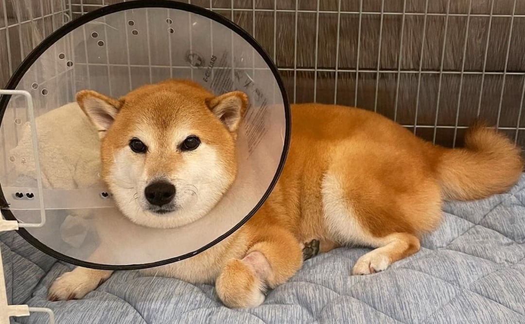 La perrita Cheems, la protagonista de los mejores memes de Internet, se encuentra muy grave de salud. | Foto: Facebook Balltze