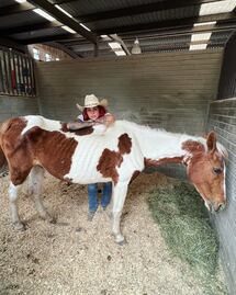 Quién es Elena Larrea, la modelo que ha rescatado más de 300 caballos en Cuacolandia