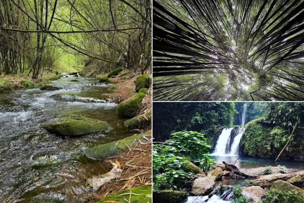 Entre bosque de bambú y caídas de agua, este destino en Puebla destaca por su ambiente fresco | Foto: Google Maps