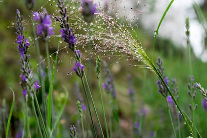 Vive una experiencia única en los campos de lavanda del Rancho San Martín