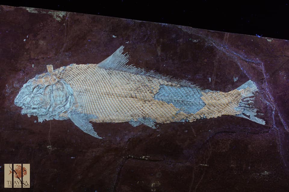 Teoichtys kallisto "el pez más bonito de dios” | Facebook Museo Regional Mixteco-Tlayúa