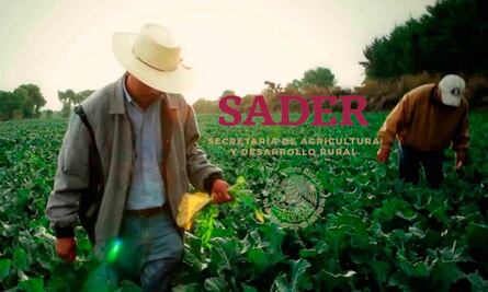 Secretaría de Agricultura abre vacante con sueldo de 150 mil pesos; requisitos