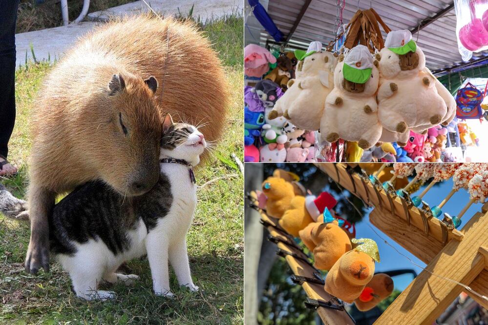 El Capibara Fest será un evento a favor de gatos en situación vulnerable / Foto: Africam Safari / EsImagen