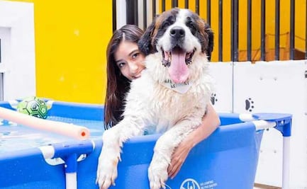 Guarderías para mascotas en Puebla, ya no tienes de qué preocuparte 