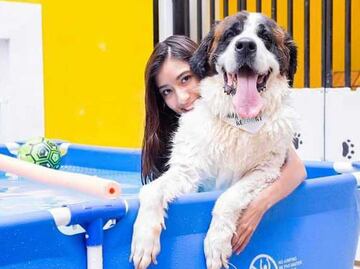 Guarderías para mascotas en Puebla, ya no tienes de qué preocuparte