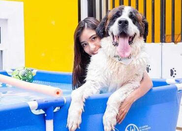 Guarderías para mascotas en Puebla, ya no tienes de qué preocuparte