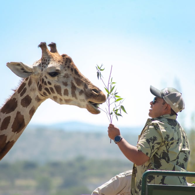 En Africam Safari Puebla viven 3 mil 500 animales de especies diferentes de todo el mundo | Foto: Africam Safari
