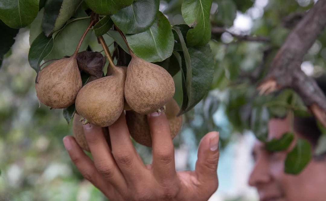 La pera lechera se produce en varios municipios de Puebla. Foto: El Mural de los Poblanos
