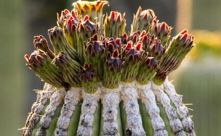 Tetecha, la deliciosa flor endémica de Puebla 
