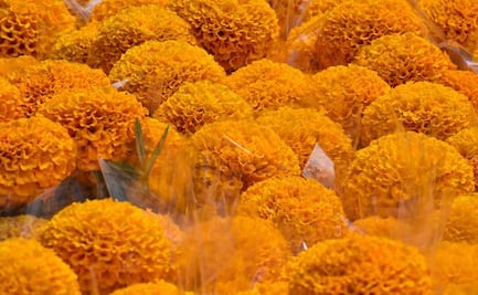 Flor de Cempasúchil: la leyenda azteca de un amor que nunca muere