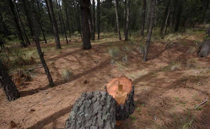 Talamontes devastan bosques en Puebla