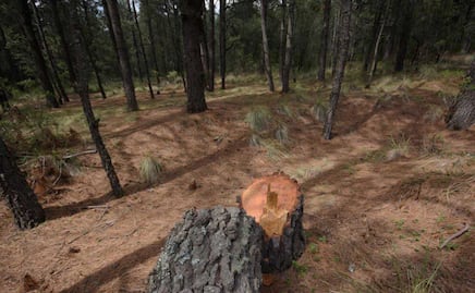 Talamontes devastan bosques en Puebla