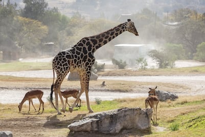 Él es el mejor amigo de Benito en Africam Safari