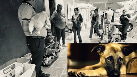 ¿Qué pasó con la venta de mascotas en Analco?