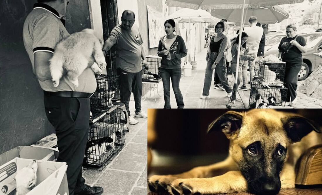 En el tianguis del barrio de Analco se ha registrado la venta de animales | Foto: Adopción Animal Puebla