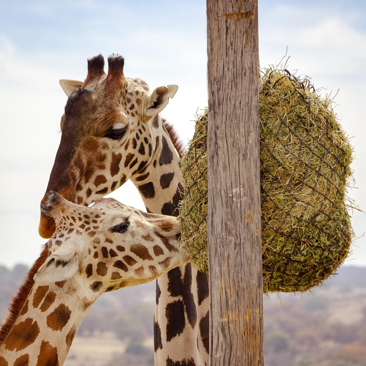 Foto: Facebook Africam Safari