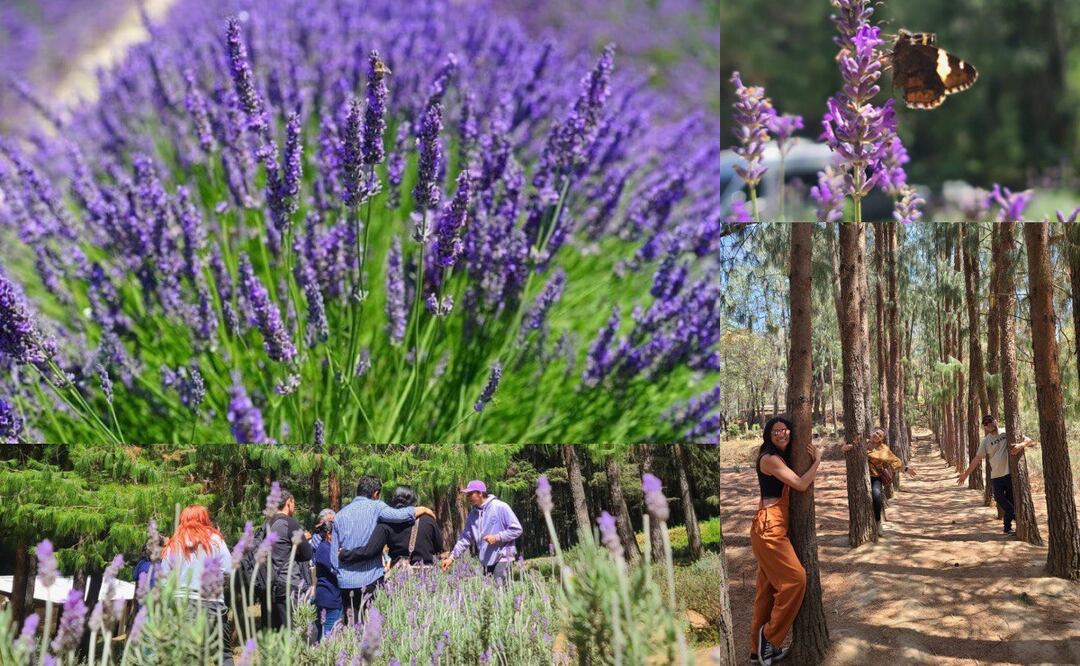 Los campos de lavanda son un gran atractivo | Foto: Rancho San Martín Lavanda/Val’Quirico