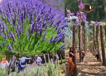 Visita estos majestuosos campos de lavanda para tener la mejor selfie