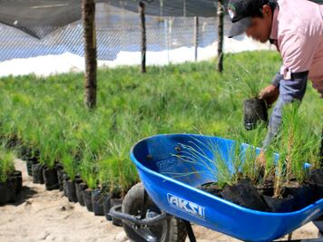 Planta un árbol de aguacate, la BUAP te lo regala