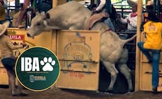 Suspenden rodeo en Tepeaca por maltrato animal