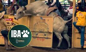 Suspenden rodeo en Tepeaca por maltrato animal
