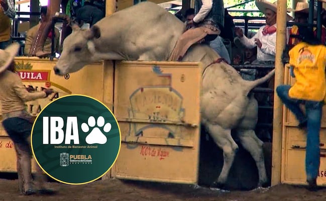 Suspenden rodeo en Tepeaca por maltrato animal
