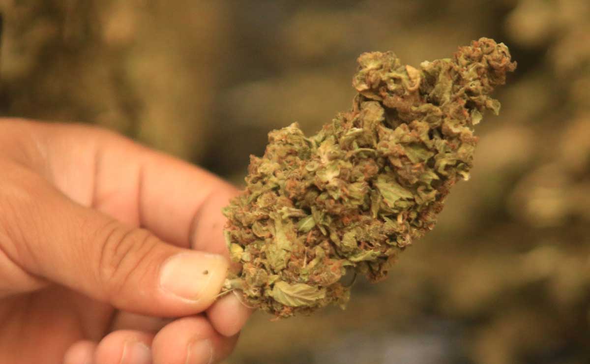 Barbosa respalda uso medicinal de la mariguana