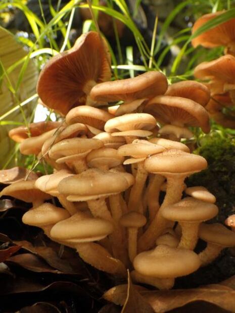 Preparan expediciones en La Malinche sobre hongos silvestres 