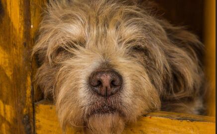 ¿Dónde puedo llevar a mi perro para que lo adopten en Puebla?