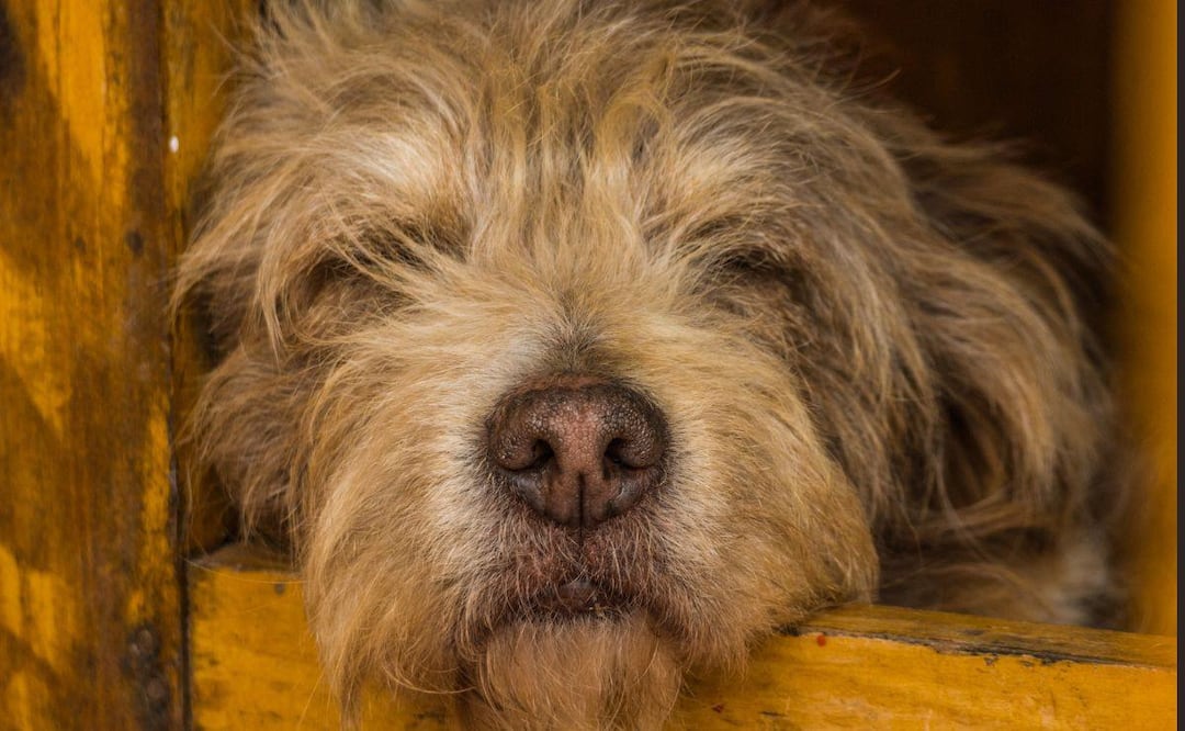 En el estado de Puebla hay varios lugares para dar en adopción a un perro | Foto : Canvas