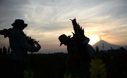 Rescatan 4 alimentos poblanos en peligro de extinción