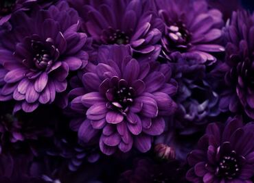 ¿Por qué se regalan flores moradas el 9 de noviembre?