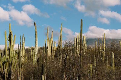 Así es el reino de las cactáceas en la reserva de Tehuacán-Cuicatlán