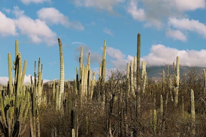 Así es el reino de las cactáceas en la reserva de Tehuacán-Cuicatlán