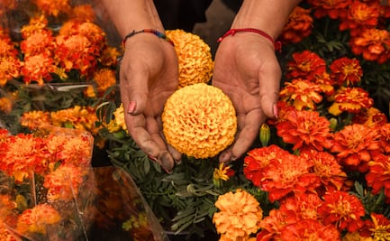 ¿Cómo diferenciar el cempasúchil mexicano del chino?