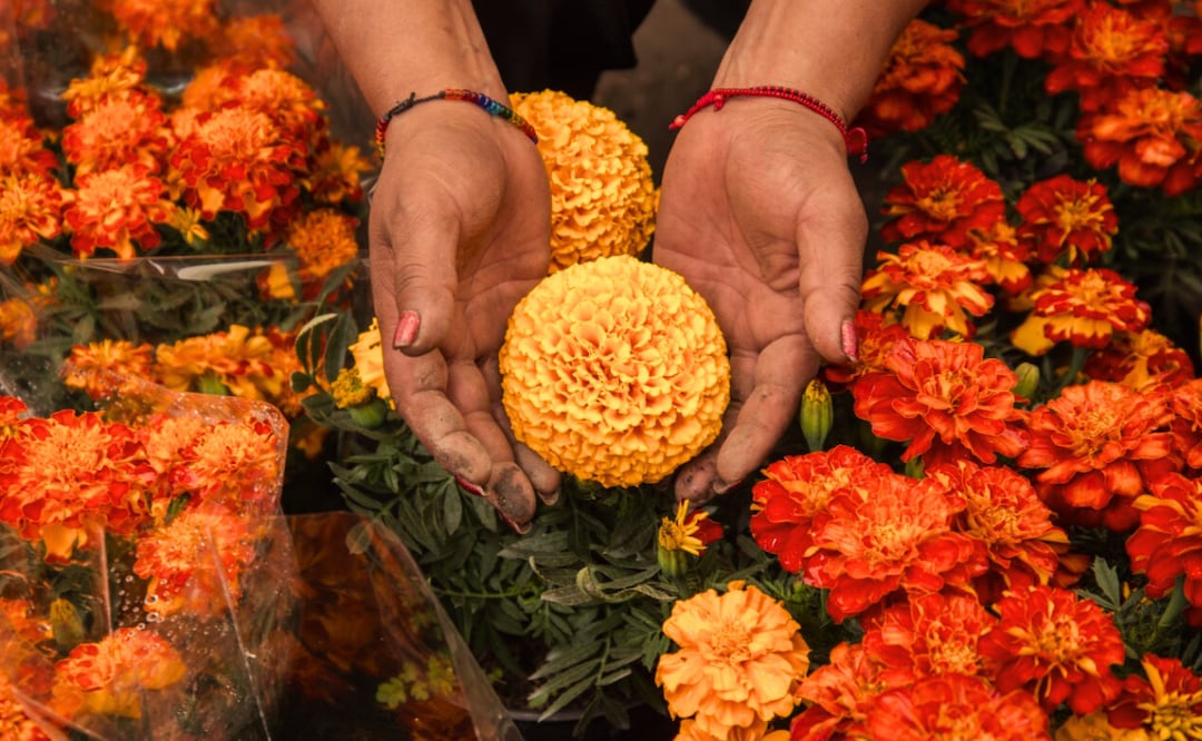 Originaria de México, su nombre proviene del náhuatl “Cempohualxochitl” que significa: flor de 20 pétalos./