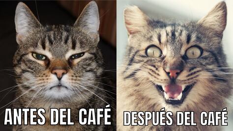 Día Mundial del Gato 2022. No le busques tres memes al gato, sabiendo que tiene cuatro