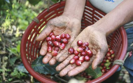 ¿Qué estados producen más café en México?